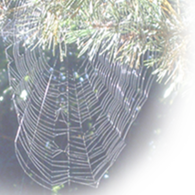 web